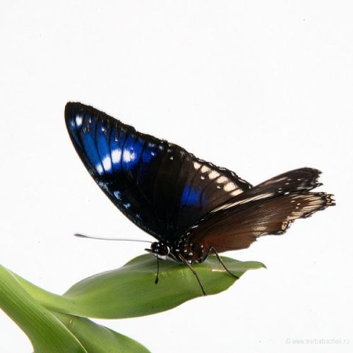 Тропическая бабочка «Лунная бабочка»