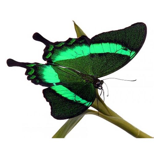 Тропическая бабочка «Парусник Палинур»