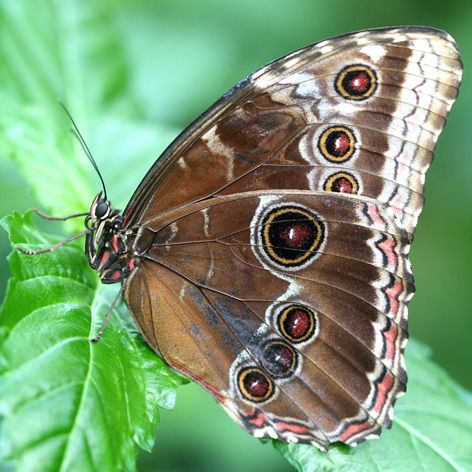 Тропическая бабочка «Морфо»