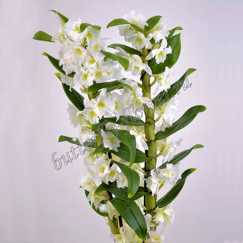 Орхидея в горшке «Дендробиум»