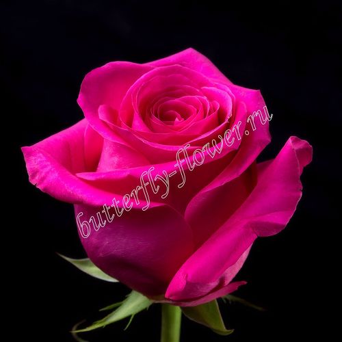 Премиум розы «Пинк Флойд»