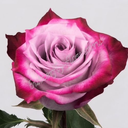 Премиум розы «Ди Пёпл»
