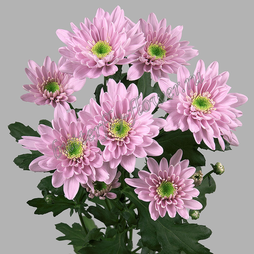 Хризантема кустовая розовая - Каталог - Butterfly-Flower.ru
