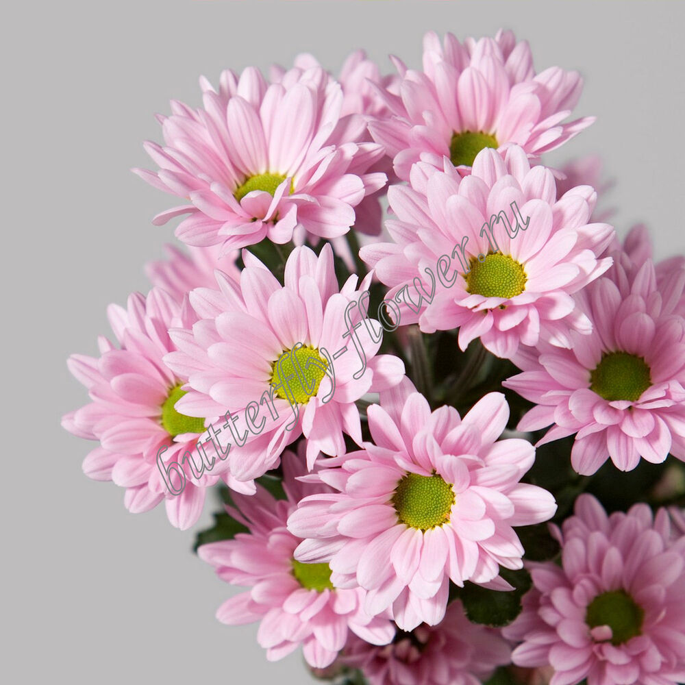 Хризантема кустовая ромашка розовая - Каталог - Butterfly-Flower.ru