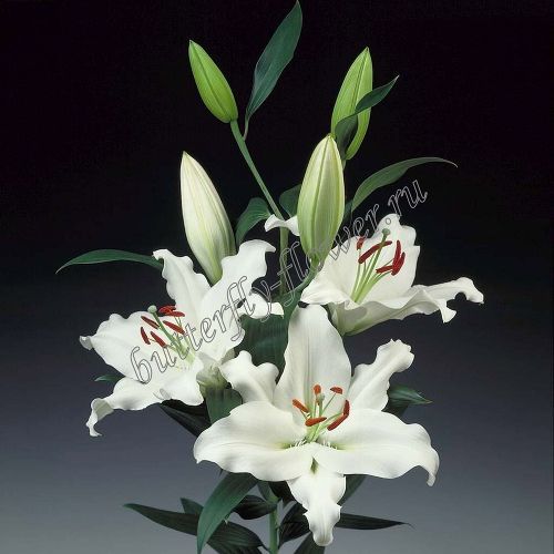 Цветок в срезке «Лилия ориентальная белая»