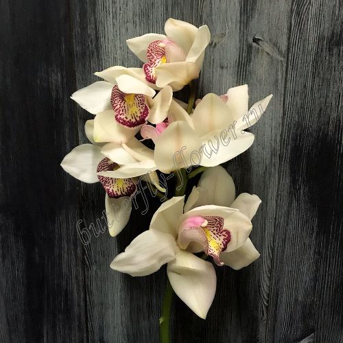 Цветок в срезке «Орхидея Цимбидиум белая» ветка