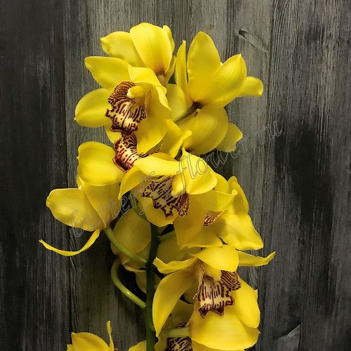 Цветок в срезке «Орхидея Цимбидиум жёлтая» ветка