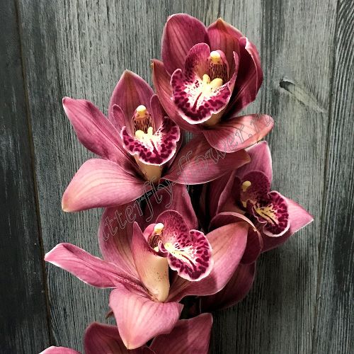 Цветок в срезке «Орхидея Цимбидиум тёмно-розовая» ветка